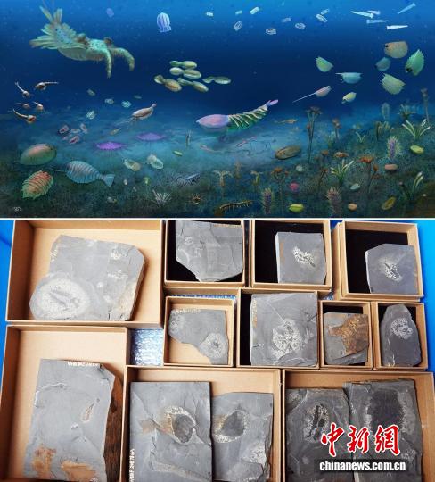 中国发现5.12亿年前花垣生物群 改写地球生物大灭绝事件历史 中国发现5.12亿年前花垣生物群 改写地球生物大灭绝事件历史