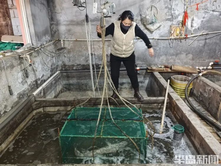 神奇！青岛渔民出海捕到一条怪鱼，身价昂贵！