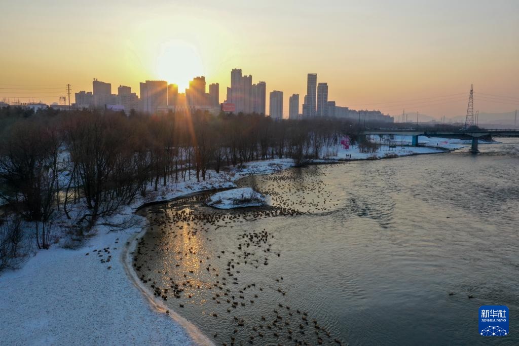 吉林长白岛:两代护鸟人接力 守护万鸟翔集 吉林长白岛:两代护鸟人接力 守护万鸟翔集