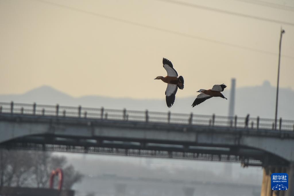 吉林长白岛:两代护鸟人接力 守护万鸟翔集 吉林长白岛:两代护鸟人接力 守护万鸟翔集