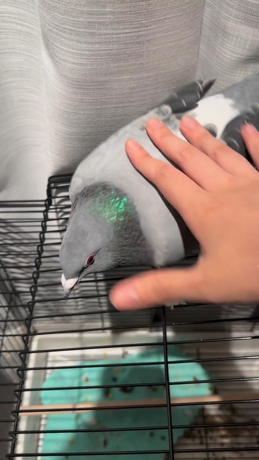 老人接触鸽子后确诊脑膜炎,医生说病菌藏在鸽粪中!鸽子是会飞的老鼠吗? 老人接触鸽子后确诊脑膜炎,医生说病菌藏在鸽粪中!鸽子是会飞的老鼠吗?