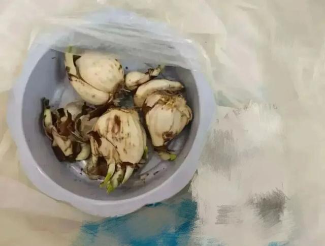 一网友网上购买“鲜百合”煮汤，全家食物中毒！这种植物有毒，千万注意