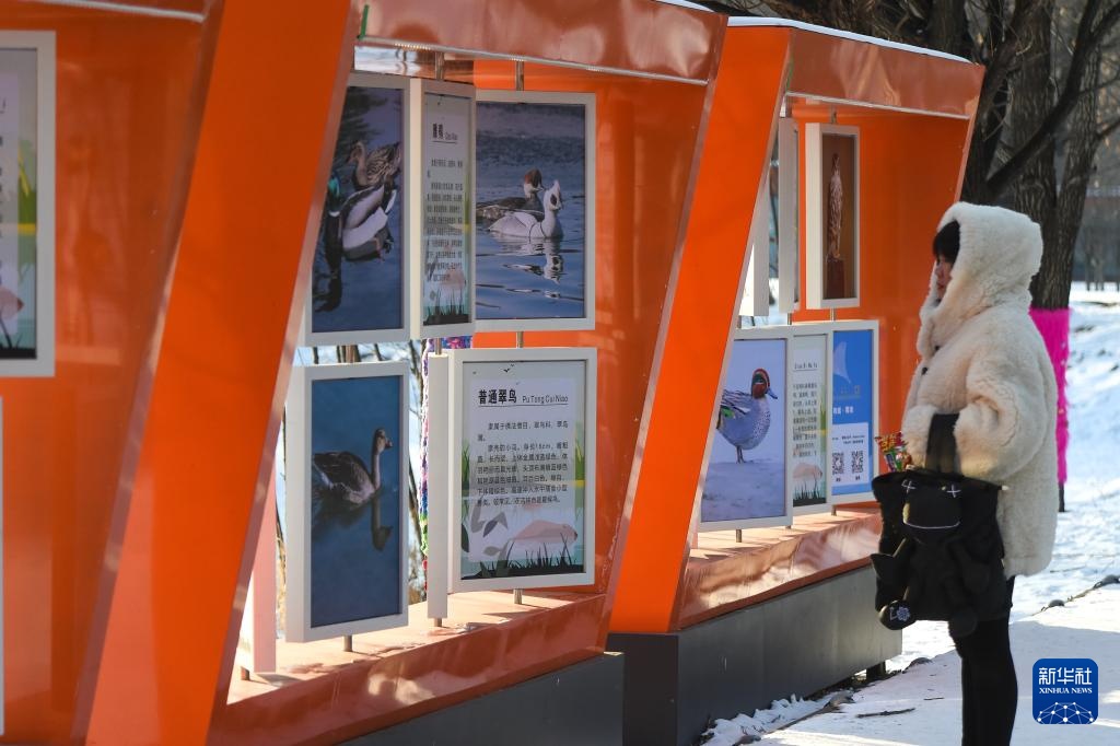 吉林长白岛:两代护鸟人接力 守护万鸟翔集 吉林长白岛:两代护鸟人接力 守护万鸟翔集