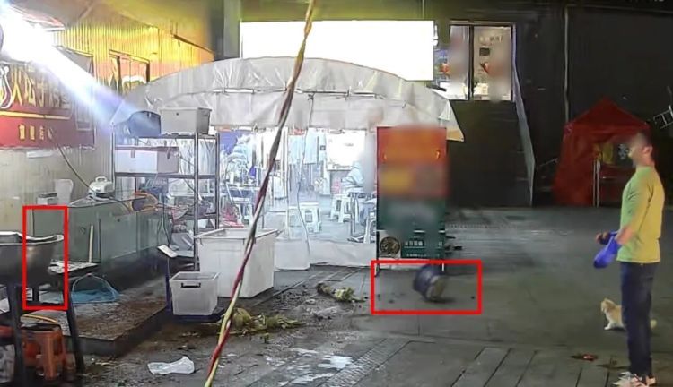 男子被一只流浪猫救了！完美躲过高空坠落花盆