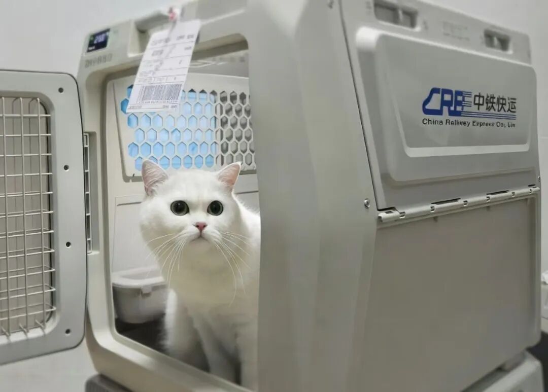 收藏！110个宠物托运车站全名单