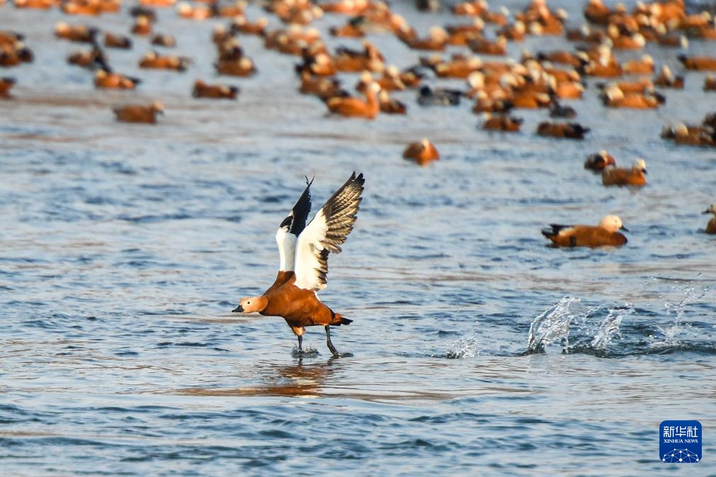 吉林长白岛:两代护鸟人接力 守护万鸟翔集 吉林长白岛:两代护鸟人接力 守护万鸟翔集
