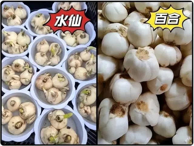 一网友网上购买“鲜百合”煮汤，全家食物中毒！这种植物有毒，千万注意