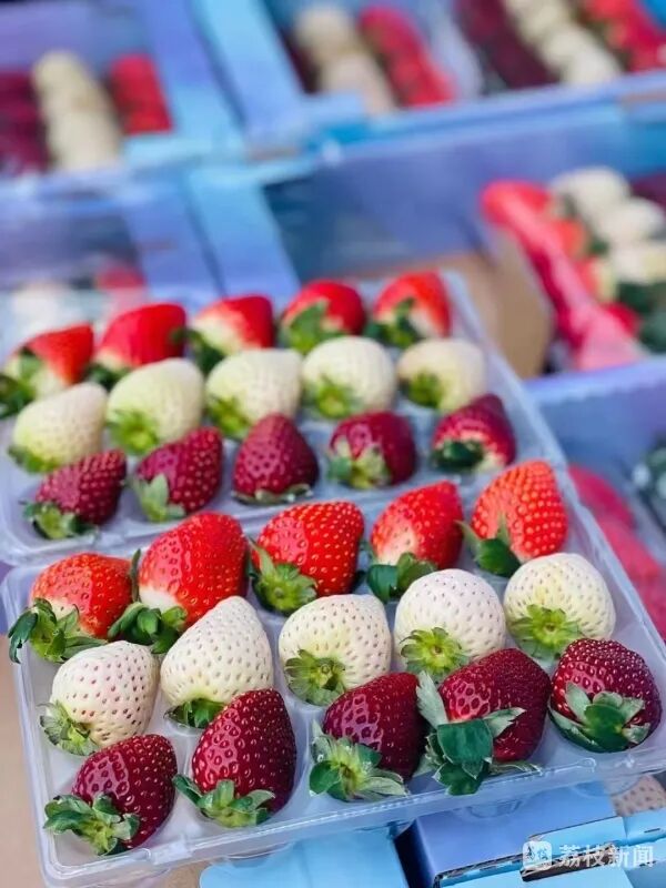 300元一斤的“黑草莓”热卖，它为啥这么贵？