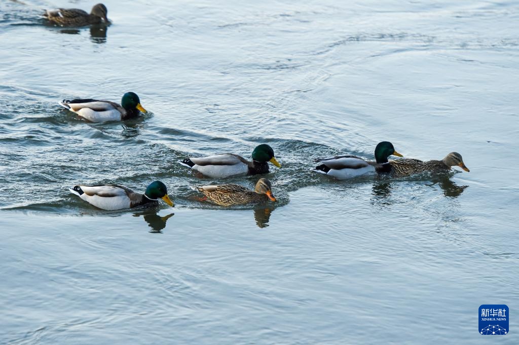 吉林长白岛:两代护鸟人接力 守护万鸟翔集 吉林长白岛:两代护鸟人接力 守护万鸟翔集