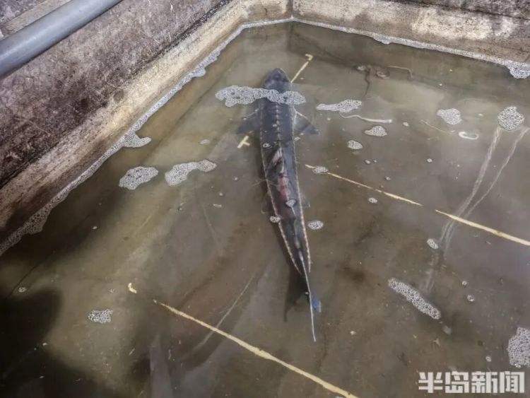 神奇！青岛渔民出海捕到一条怪鱼，身价昂贵！