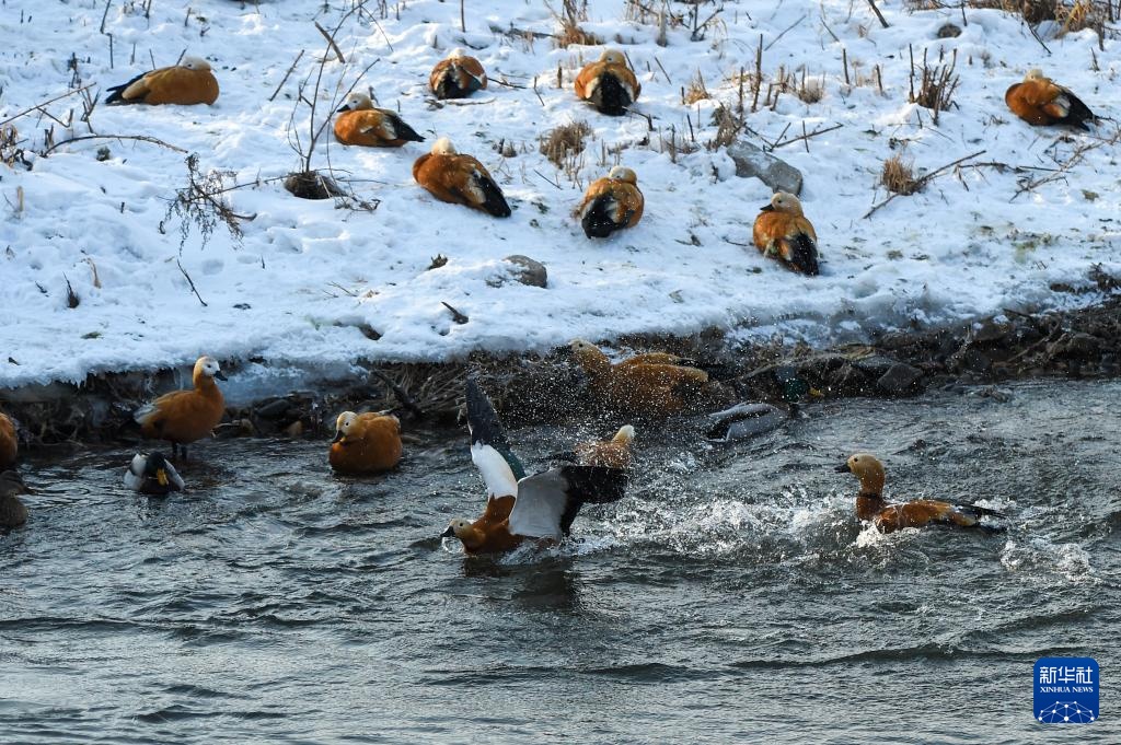吉林长白岛:两代护鸟人接力 守护万鸟翔集 吉林长白岛:两代护鸟人接力 守护万鸟翔集