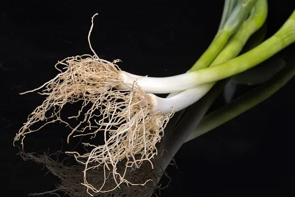 葱竟能当"创可贴"？好处太多了！全身上下都是宝