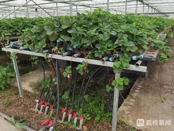 300元一斤的“黑草莓”热卖，它为啥这么贵？