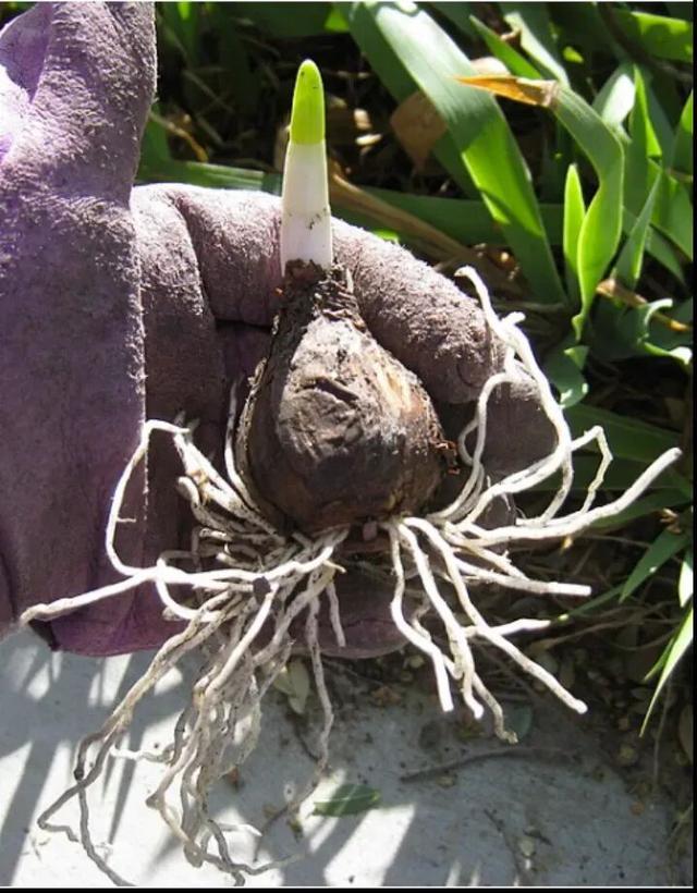 一网友网上购买“鲜百合”煮汤，全家食物中毒！这种植物有毒，千万注意