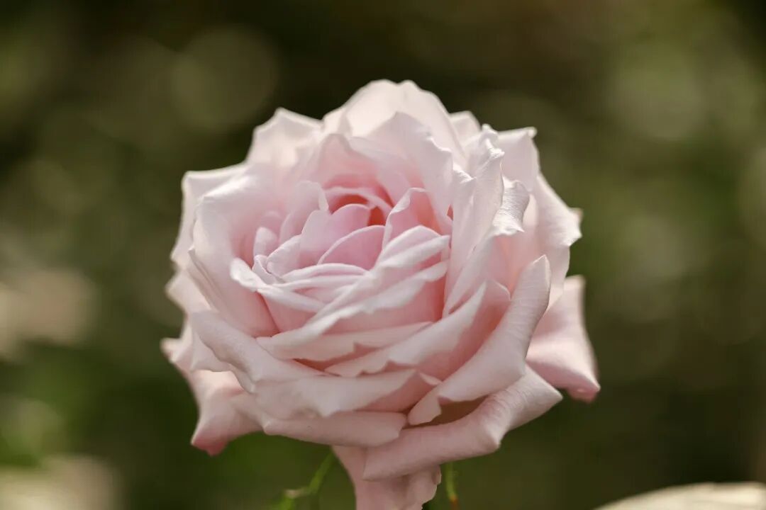 贺娇龙,写入新疆政府工作报告 贺娇龙,写入新疆政府工作报告