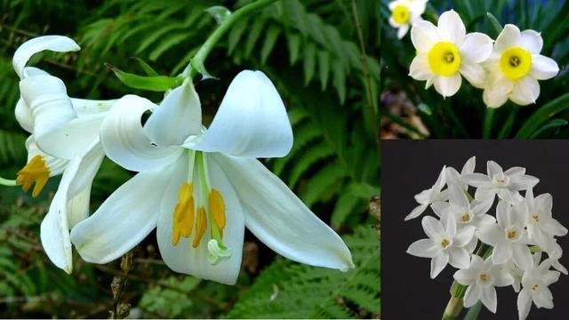 一网友网上购买“鲜百合”煮汤，全家食物中毒！这种植物有毒，千万注意