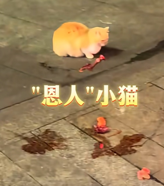 男子被一只流浪猫救了！完美躲过高空坠落花盆