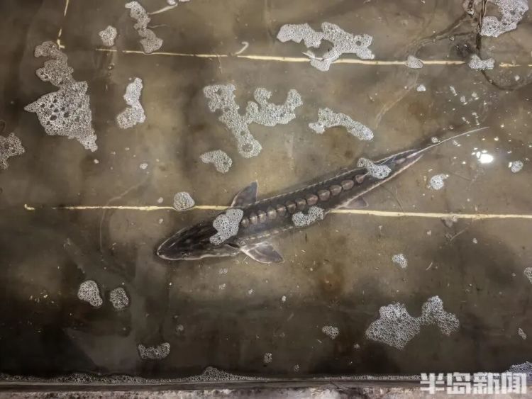 神奇！青岛渔民出海捕到一条怪鱼，身价昂贵！