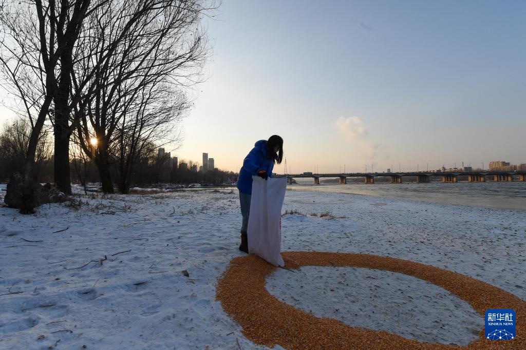 吉林长白岛:两代护鸟人接力 守护万鸟翔集 吉林长白岛:两代护鸟人接力 守护万鸟翔集