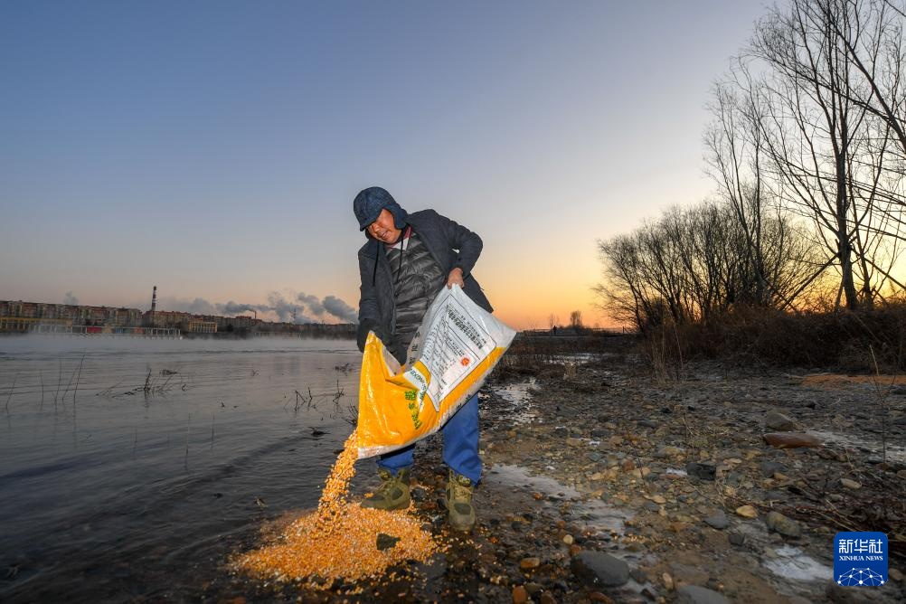 吉林长白岛:两代护鸟人接力 守护万鸟翔集 吉林长白岛:两代护鸟人接力 守护万鸟翔集