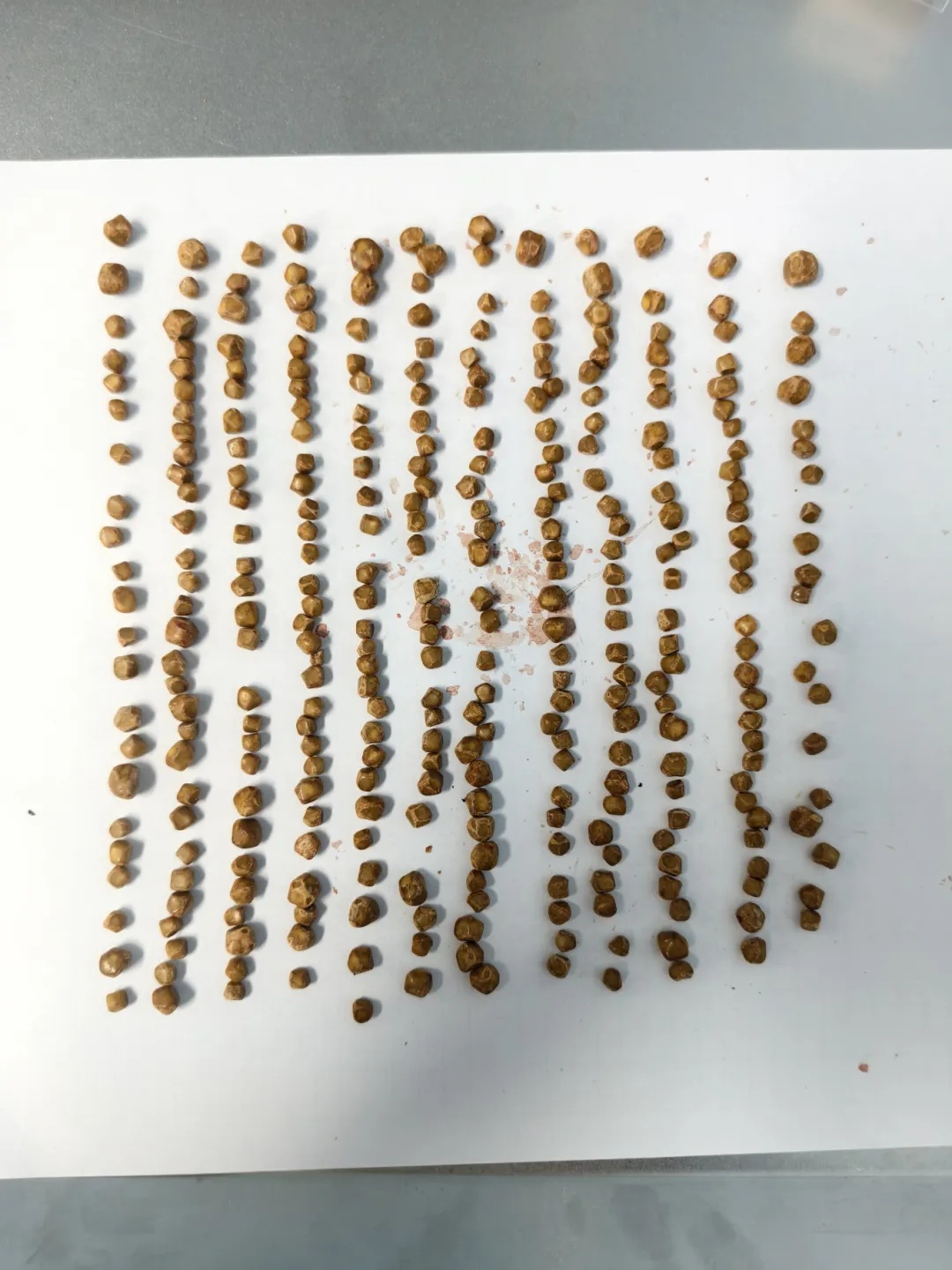 300颗，密密麻麻塞满！浙江女子“胃痛”就医，医生：病因不在胃里