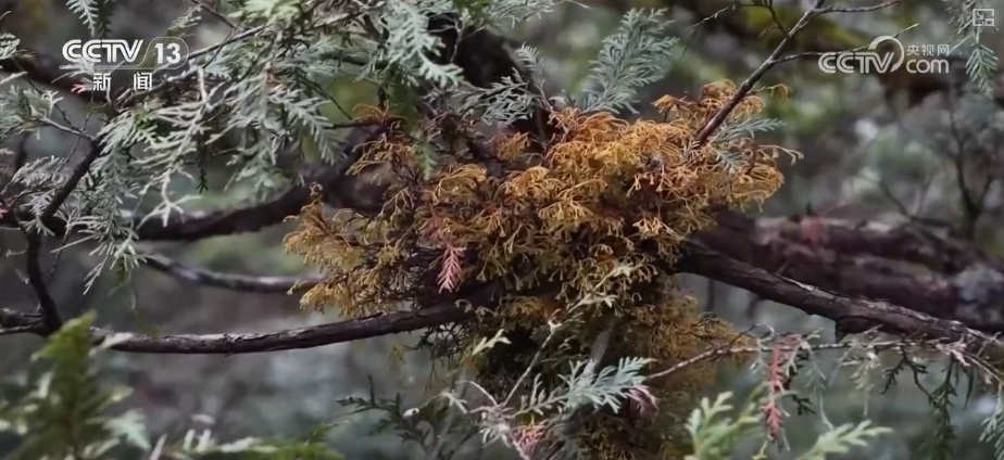 既当生态“修补匠”又当经济“惠民树” 科技赋能让生态护林“如虎添翼”