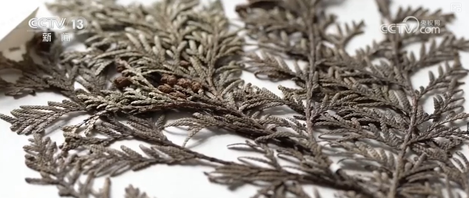 既当生态“修补匠”又当经济“惠民树” 科技赋能让生态护林“如虎添翼”