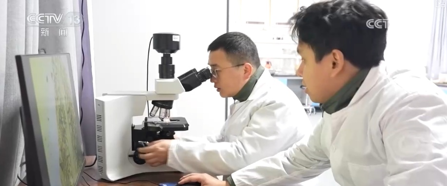 既当生态“修补匠”又当经济“惠民树” 科技赋能让生态护林“如虎添翼”