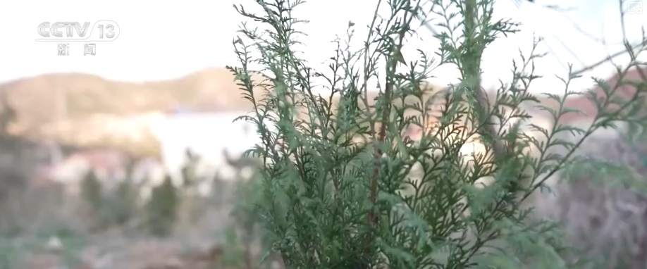 既当生态“修补匠”又当经济“惠民树” 科技赋能让生态护林“如虎添翼”