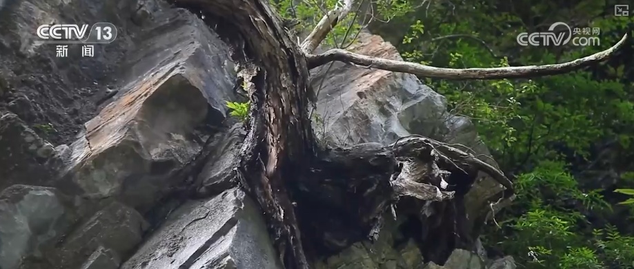 既当生态“修补匠”又当经济“惠民树” 科技赋能让生态护林“如虎添翼”