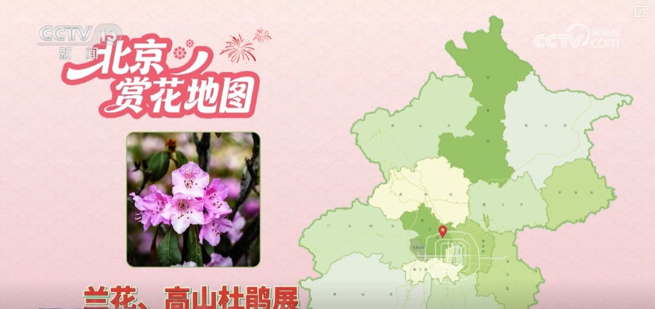 打开赏花地图看繁花美景聚人气、多元场景带旺消费 打开赏花地图看繁花美景聚人气、多元场景带旺消费