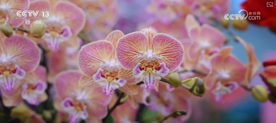 打开赏花地图看繁花美景聚人气、多元场景带旺消费 打开赏花地图看繁花美景聚人气、多元场景带旺消费