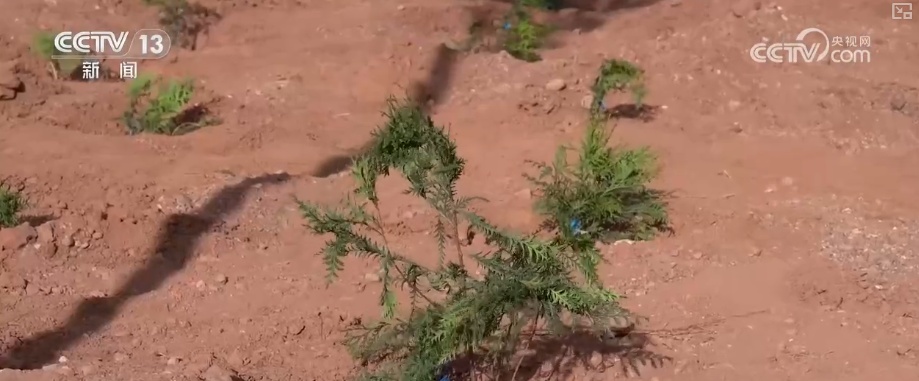 既当生态“修补匠”又当经济“惠民树” 科技赋能让生态护林“如虎添翼”