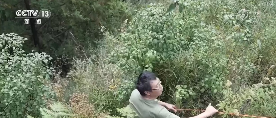 既当生态“修补匠”又当经济“惠民树” 科技赋能让生态护林“如虎添翼”