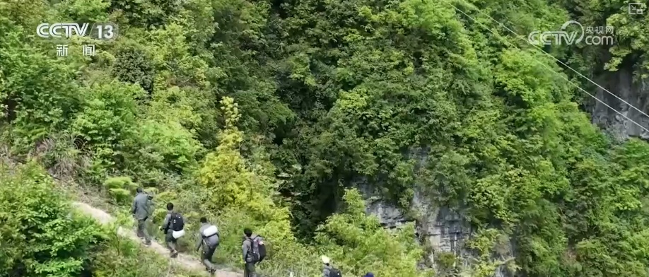 既当生态“修补匠”又当经济“惠民树” 科技赋能让生态护林“如虎添翼”