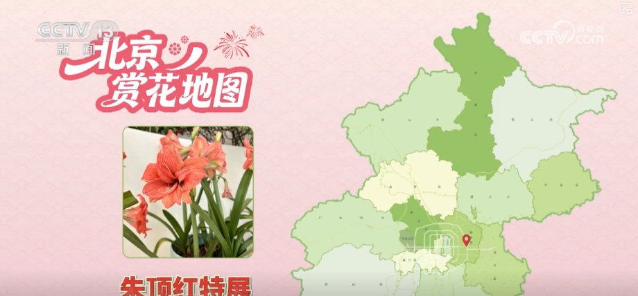 打开赏花地图看繁花美景聚人气、多元场景带旺消费 打开赏花地图看繁花美景聚人气、多元场景带旺消费