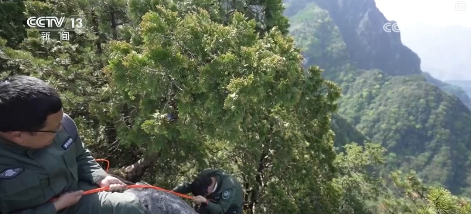 既当生态“修补匠”又当经济“惠民树” 科技赋能让生态护林“如虎添翼”