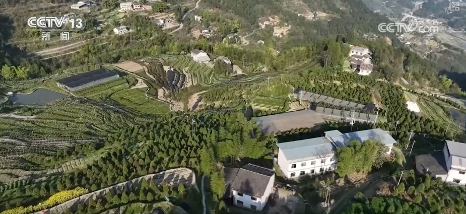 既当生态“修补匠”又当经济“惠民树” 科技赋能让生态护林“如虎添翼”