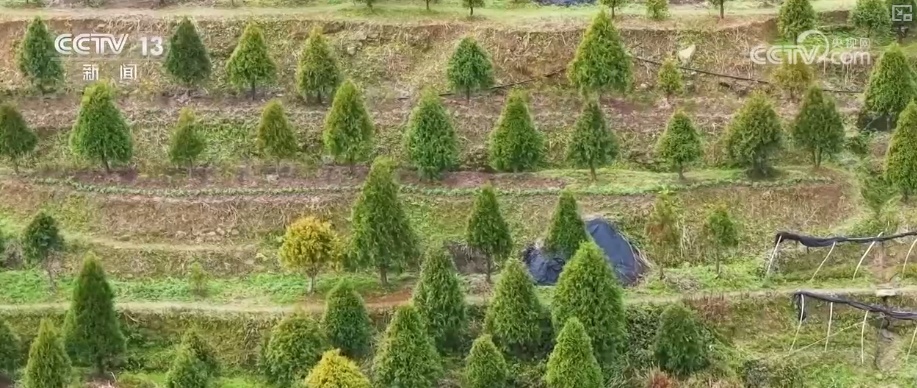 既当生态“修补匠”又当经济“惠民树” 科技赋能让生态护林“如虎添翼”