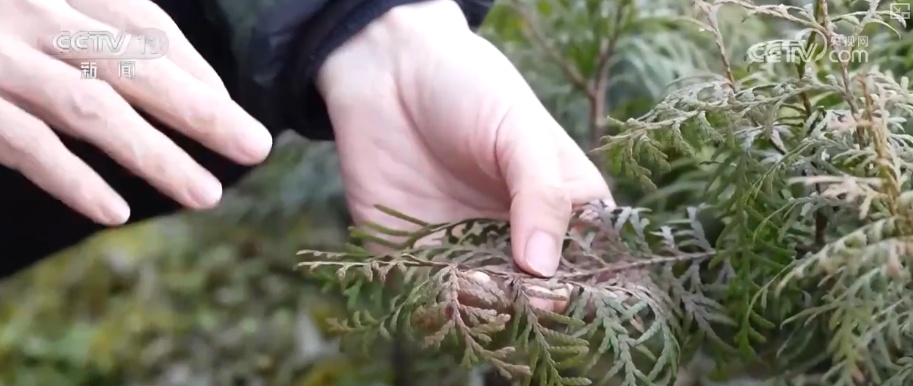 既当生态“修补匠”又当经济“惠民树” 科技赋能让生态护林“如虎添翼”