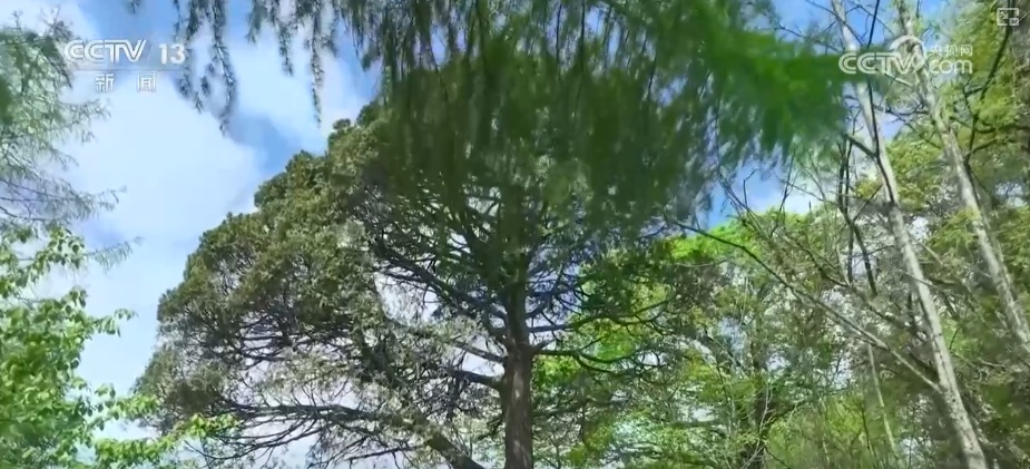 既当生态“修补匠”又当经济“惠民树” 科技赋能让生态护林“如虎添翼”