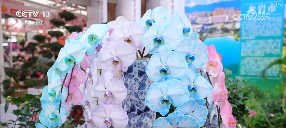 打开赏花地图看繁花美景聚人气、多元场景带旺消费 打开赏花地图看繁花美景聚人气、多元场景带旺消费