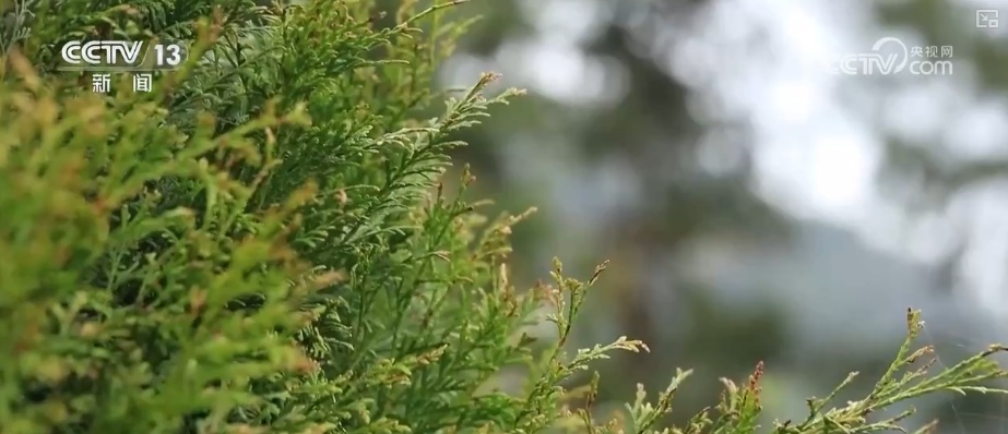 既当生态“修补匠”又当经济“惠民树” 科技赋能让生态护林“如虎添翼”