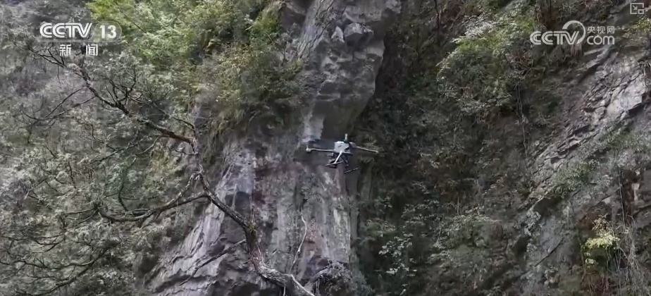 既当生态“修补匠”又当经济“惠民树” 科技赋能让生态护林“如虎添翼”