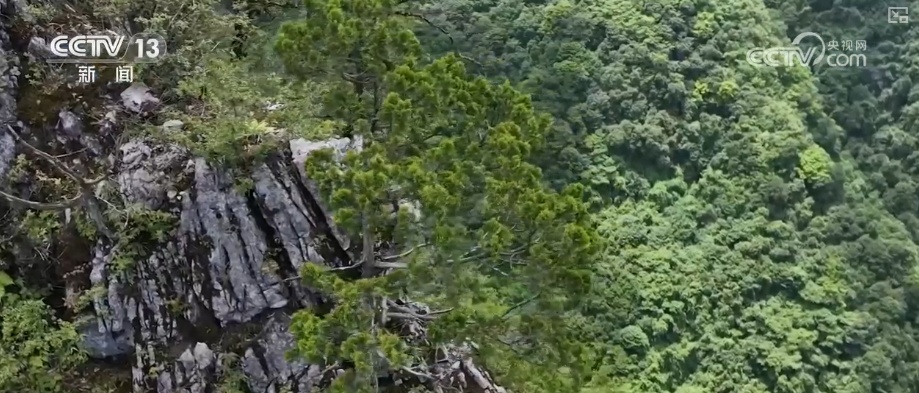 既当生态“修补匠”又当经济“惠民树” 科技赋能让生态护林“如虎添翼”