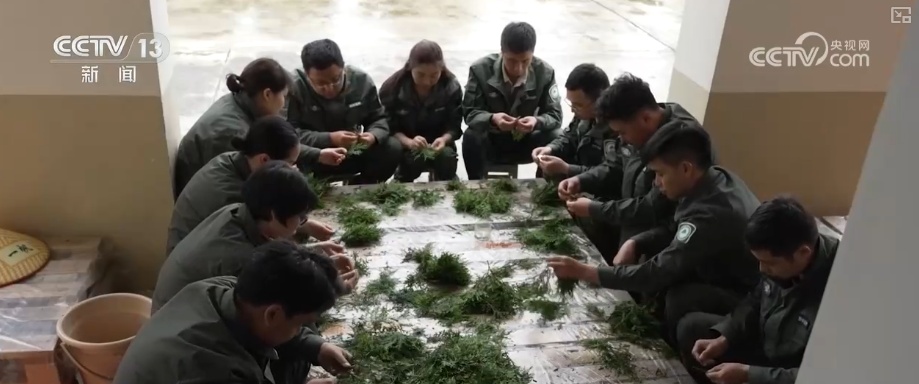 既当生态“修补匠”又当经济“惠民树” 科技赋能让生态护林“如虎添翼”