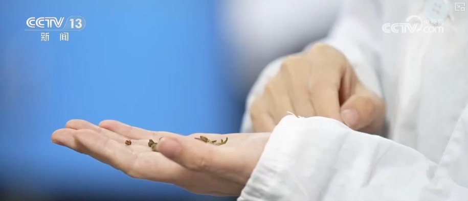 既当生态“修补匠”又当经济“惠民树” 科技赋能让生态护林“如虎添翼”