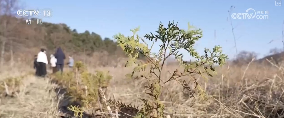 既当生态“修补匠”又当经济“惠民树” 科技赋能让生态护林“如虎添翼”