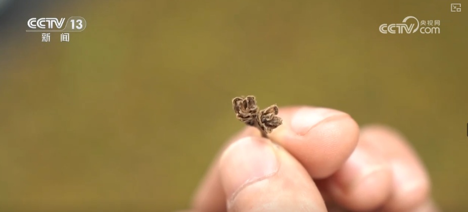 既当生态“修补匠”又当经济“惠民树” 科技赋能让生态护林“如虎添翼”