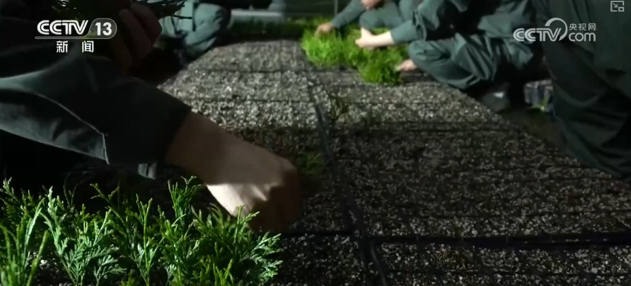 既当生态“修补匠”又当经济“惠民树” 科技赋能让生态护林“如虎添翼”